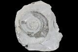Jurassic Ammonite (Hildoceras) Pos/Neg - England #85254-2